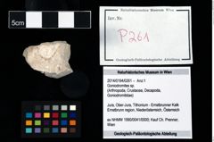 Foto (Objekt + Etikett) von Goniodromites sp.  (NHMW-GEO-2014-0194-0261)
